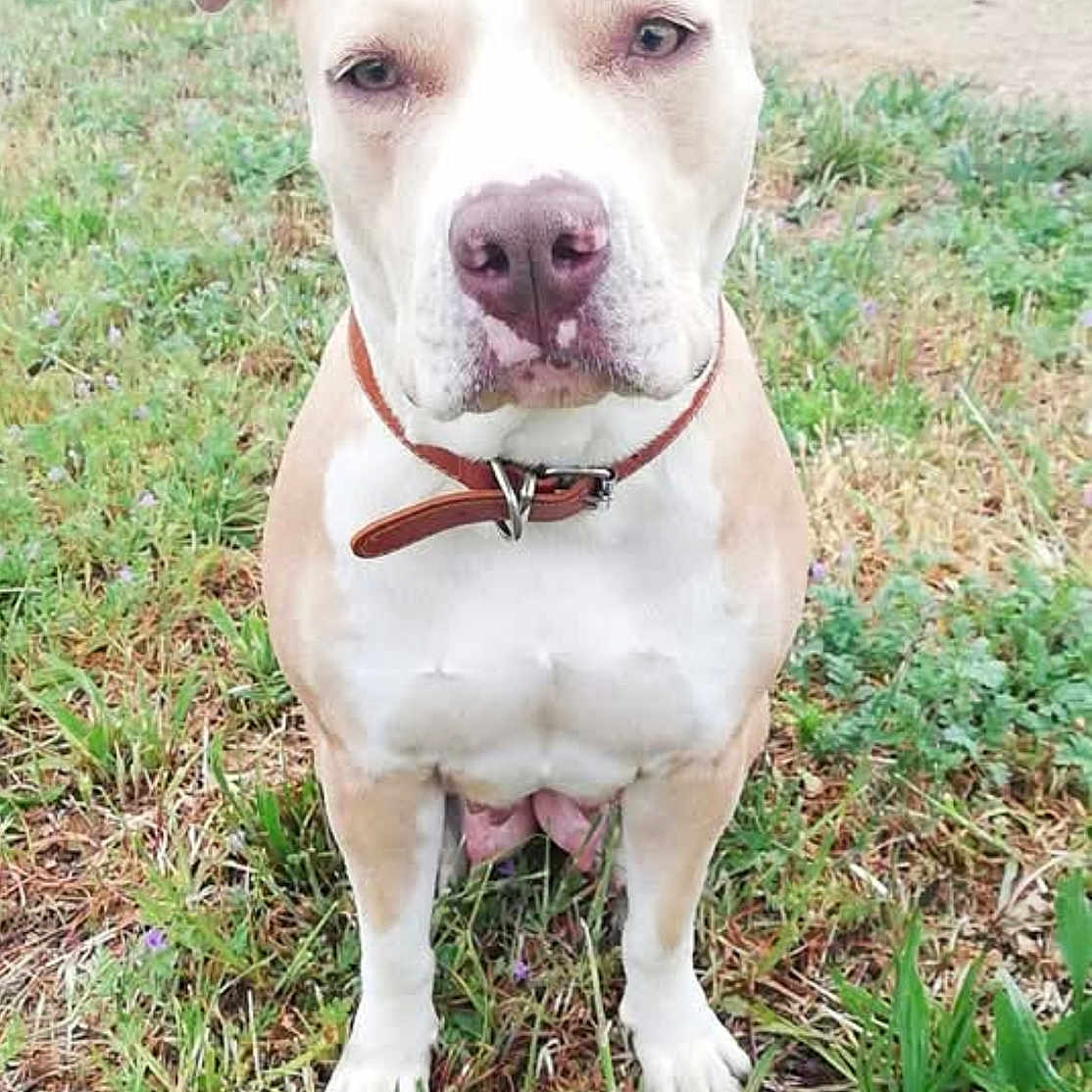 Bella a rejoint le concours — aidez-le/la à gagner de superbes lots ! alert, animal, background, brown, canine, collar, dog, ears, field, grass, nature, nose, outdoor, pet, pitbull, plants, quiet, sitting, suburban, white