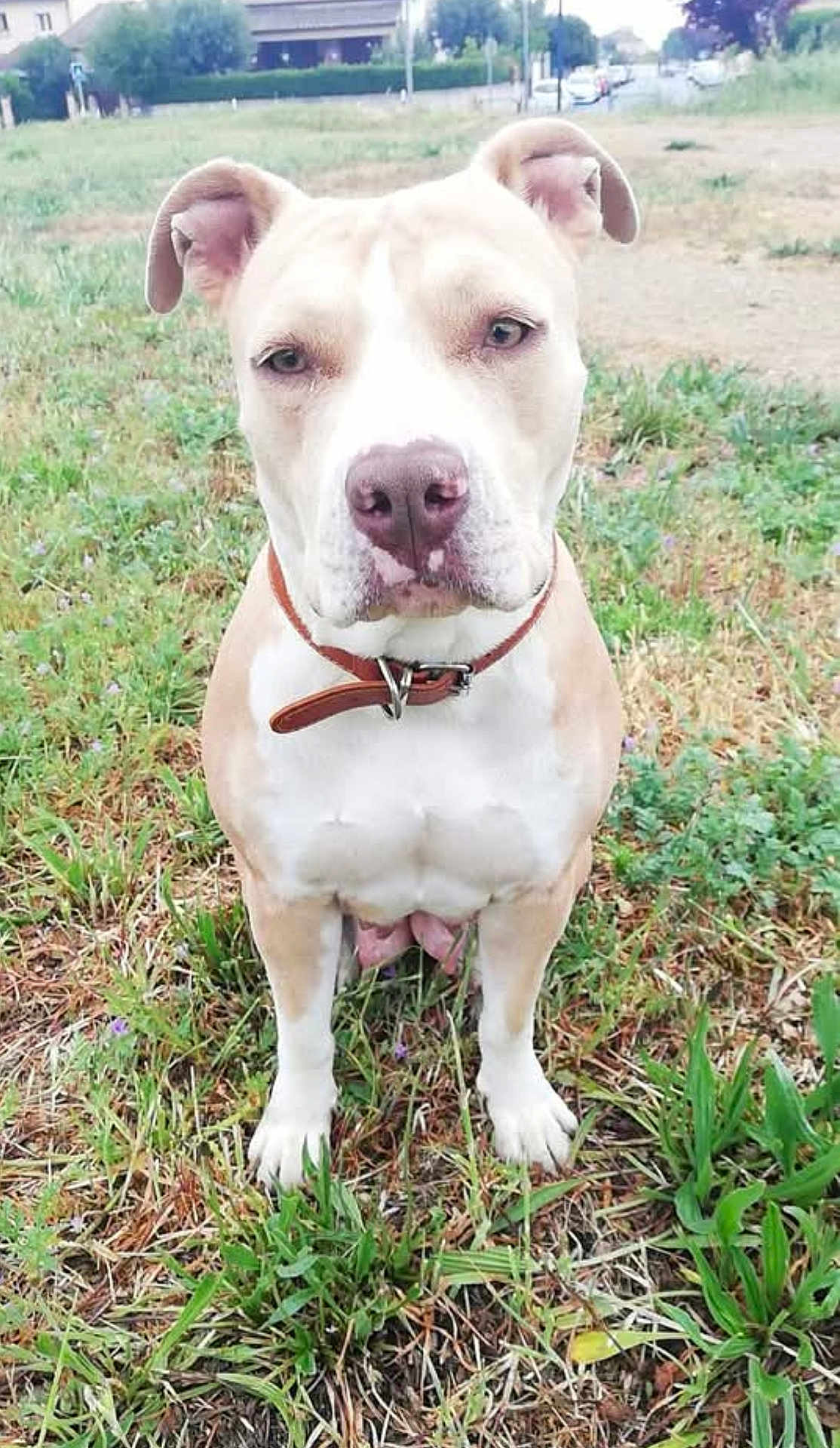 Bella a rejoint le concours — aidez-le/la à gagner de superbes lots ! dog, pitbull, collar, grass, outdoor, pet, animal, canine, sitting, brown, white, ears, nose, suburban, background, plants, field, nature, quiet, alert