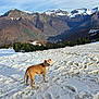 dog, snow, mountain, landscape, nature, outdoor, animal, sky, tree, forest, footprints, snow_capped, peak, brown_dog, curious, winter, scenery, hill, daylight, scenic