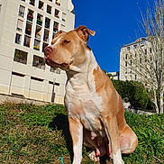 Bella participe au concours pour gagner de l'argent avec cette photo : dog, animal, pet, outdoor, grass, sidewalk, rope_toy, building, apartment, blue_sky, sunny, daytime, nature, canine, mammal, urban, park, greenery, sitting, alert