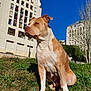 dog, animal, pet, outdoor, grass, sidewalk, rope_toy, building, apartment, blue_sky, sunny, daytime, nature, canine, mammal, urban, park, greenery, sitting, alert