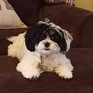 Ivy Jane joined the competition — help win amazing prizes! dog, black_and_white, fluffy, couch, indoor, pet, cute, small_dog, collar, pillow, resting, fur, animal, companion, living_room, relaxed, cute_pet, domestic, canine, portrait