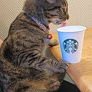 Butterz joined the competition — help win amazing prizes! cat, tabby_cat, collar, bell, starbucks_cup, wooden_table, licking, pet, indoor, feline, person_lap, fur, whiskers, striped, domestic_animal, seated, curious, close_up, side_view, animal