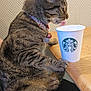 cat, tabby_cat, collar, bell, starbucks_cup, wooden_table, licking, pet, indoor, feline, person_lap, fur, whiskers, striped, domestic_animal, seated, curious, close_up, side_view, animal