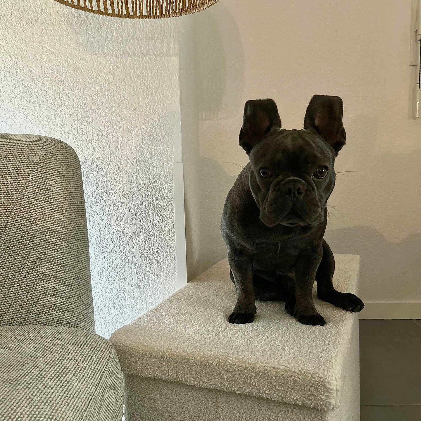 Monk a rejoint le concours — aidez-le/la à gagner de superbes lots ! animal, bulldog, canine, chair, dog, dogbed, frenchbulldog, furniture, lamp, ottoman, pet, pitbull, pug, puppy