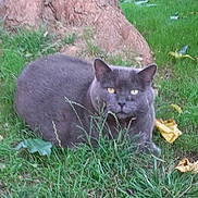 Poupoune a rejoint le concours — aidez-le/la à gagner de superbes lots ! cat, gray_cat, grass, tree_trunk, outdoor, nature, feline, animal, pet, leaf, greenery, relaxing, wildlife, mammal, eyes, fur, garden, plant, daylight, closeup