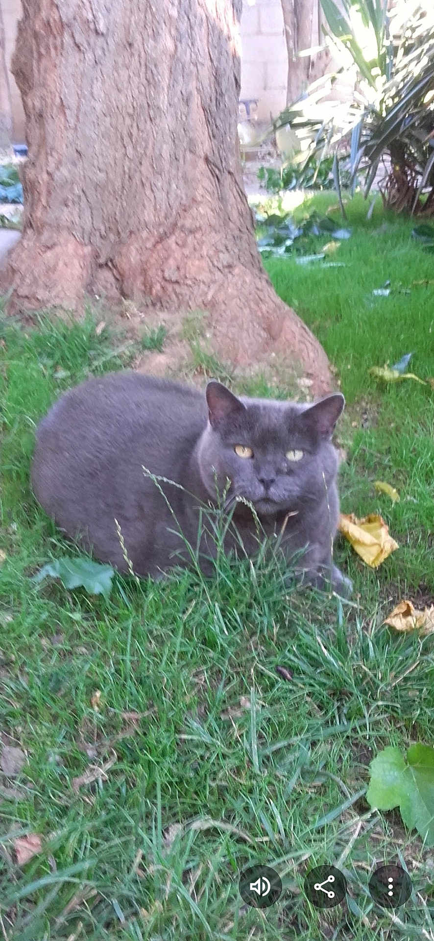 Poupoune a rejoint le concours — aidez-le/la à gagner de superbes lots ! cat, gray_cat, grass, tree_trunk, outdoor, nature, feline, animal, pet, leaf, greenery, relaxing, wildlife, mammal, eyes, fur, garden, plant, daylight, closeup