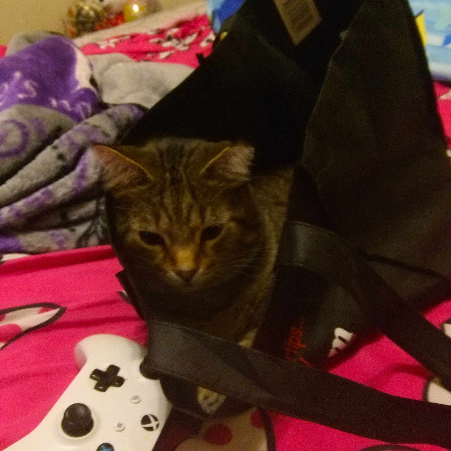 Buddy joined the competition — help win amazing prizes! abyssinian, accessories, animal, bag, bed, blanket, cat, computer, computerhardware, couch, electronics, furniture, handbag, hardware, kitten, laptop, mouse, pc, pet, purse