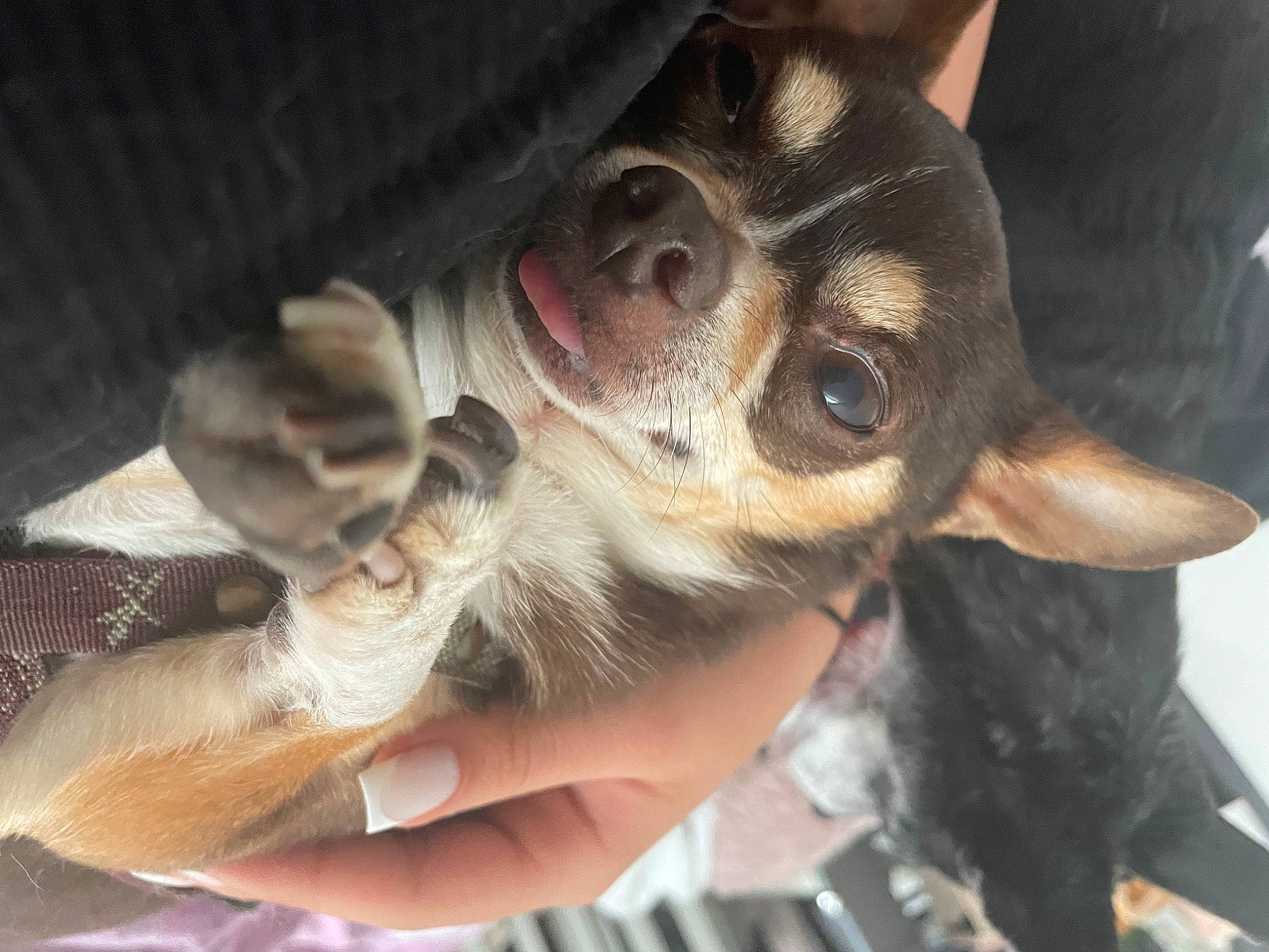 Tyson participe au concours pour gagner de l'argent avec cette photo : canidae, carnivore, chihuahua, claw, companion_dog, dog, dog_breed, ear, fawn, fur, nail, non_sporting_group, paw, puppy_love, russkiy_toy, snout, sporting_group, toy_dog, whiskers, working_animal