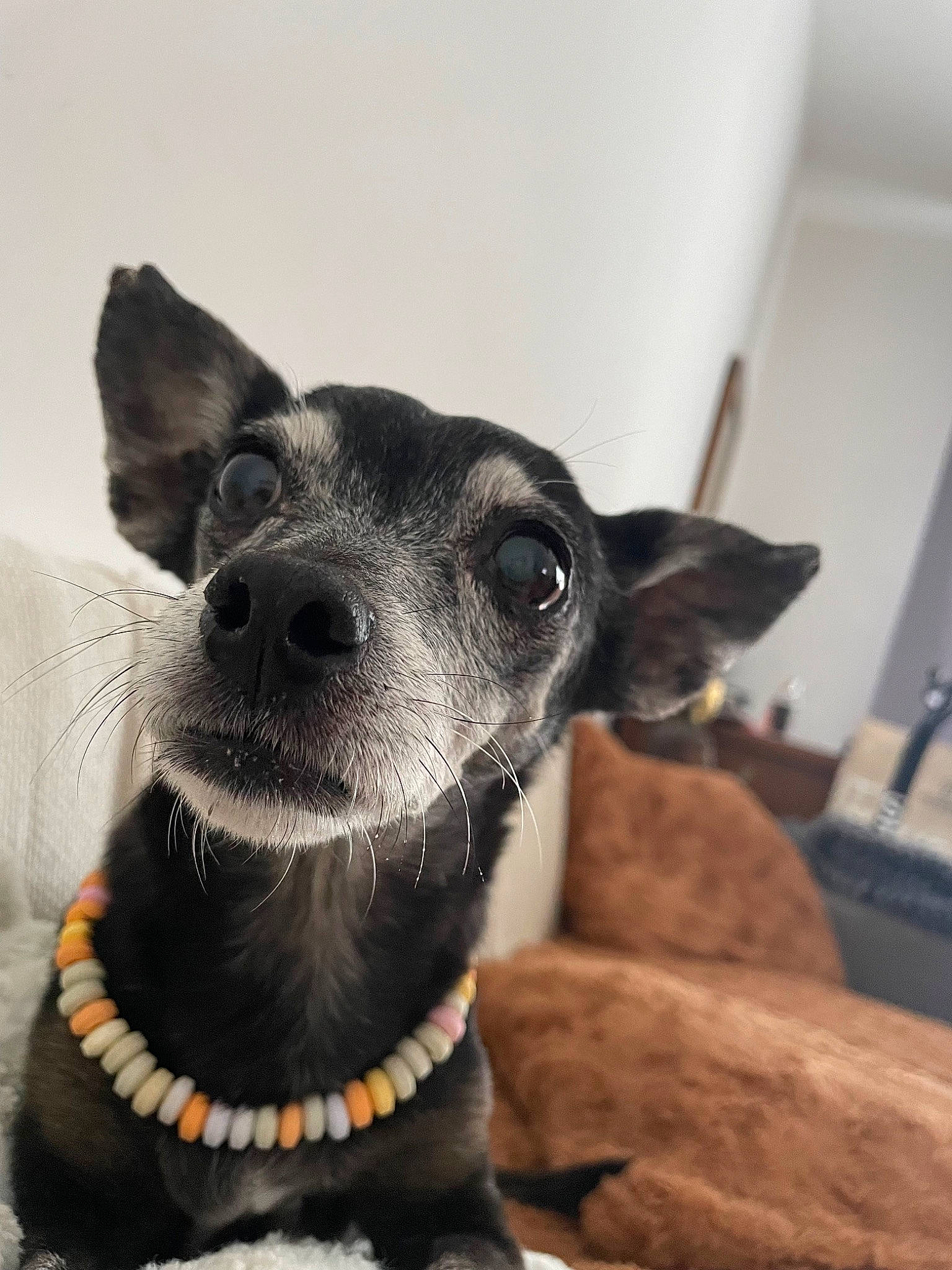 Carla participe au concours pour gagner de l'argent avec cette photo : canidae, carnivore, collar, companion_dog, dog, dog_breed, dog_collar, dog_supply, ear, fawn, fur, guard_dog, leash, pet_supply, snout, sporting_group, terrestrial_animal, whiskers, working_animal, working_dog