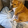 dog, couch, blanket, pillow, indoor, pet, brown_dog, resting, furniture, carpet, relaxing, cozy, home, animal, canine, comfort, living_room, domestic, fur, seated