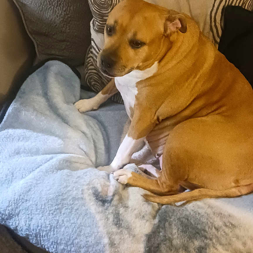 Bella is registered to the contest to win money with this photo: animal, blanket, brown_dog, canine, carpet, comfort, couch, cozy, dog, domestic, fur, furniture, home, indoor, living_room, pet, pillow, relaxing, resting, seated