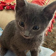 Wolfie joined the competition — help win amazing prizes! blanket, cat, close_up, couch, curious, ears, eyes, fur, fuzzy, gray_cat, home_interior, indoor, kitten, paw, pet, portrait, sitting, striped_blanket, towel, whiskers