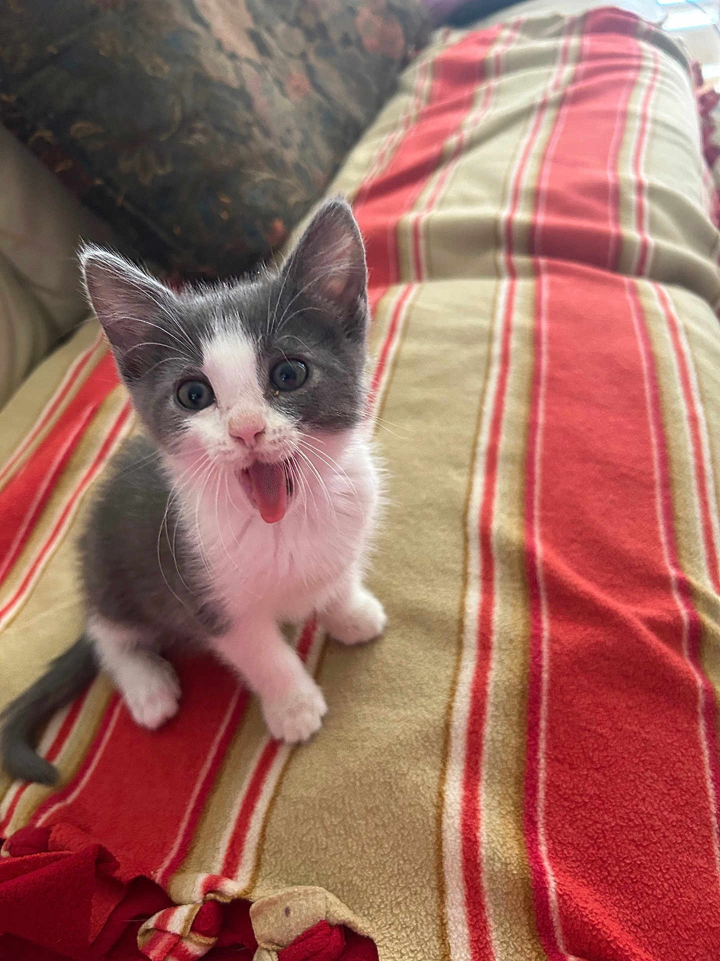 Mochi joined the competition — help win amazing prizes! blanket, cat, couch, cute, domestic_cat, ears, eyes, fur, indoor, kitten, mouth_open, paw, pet, playful, portrait, sitting, small, striped_blanket, tail, whiskers