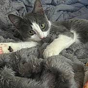 Mochi is registered to the contest to win money with this photo: bedding, cat, close_up, cozy, cute, domestic_cat, fur, gaze, grey_blanket, indoor, kitten, lying_down, paw, pet, portrait, relaxed, resting, soft_texture, whiskers, yellow_eyes