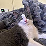 Mochi is registered to the contest to win money with this photo: bedding, blanket, cat, close_up, cozy, ears, fur, gaze, gray_cat, indoor, kitten, pet, pink_nose, plush_blanket, portrait, relaxation, sleeping_cat, two_cats, whiskers, white_chest