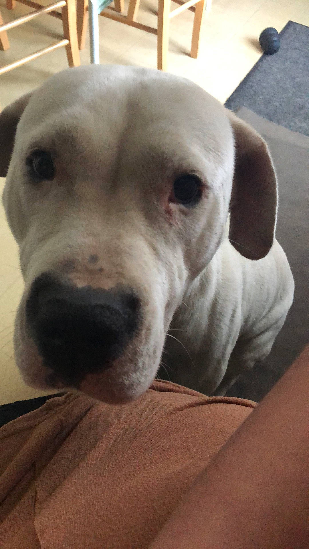 Nayah participe au concours pour gagner de l'argent avec cette photo : canidae, carnivore, comfort, companion_dog, dog, dog_breed, dogo_argentino, fawn, fur, head, metal, non_sporting_group, selfie, snout, sporting_group, terrestrial_animal, whiskers, working_animal, wrinkle