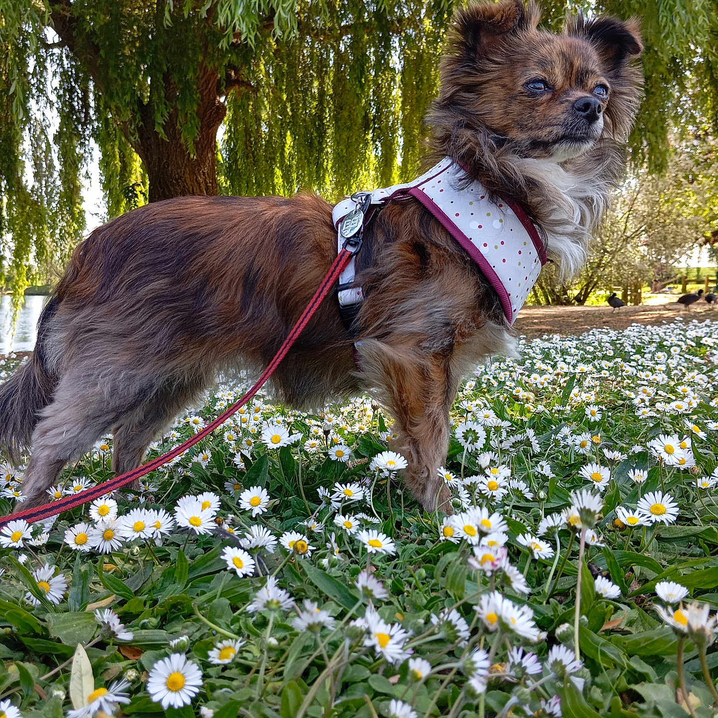 Upsy participe au concours pour gagner de l'argent avec cette photo : accessories, animal, bird, canine, daisy, dog, field, flower, grass, herbal, herbs, leash, nature, outdoors, pet, petal, plant, strap, tree, vegetation