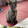 Reiny joined the competition — help win amazing prizes! kitten, cat, gray_cat, sitting, indoors, carpet, pink_carpet, blanket, home, living_room, brick_wall, portrait, pet, furry, whiskers, ears, eyes, cute, animal, photography