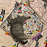 Reiny joined the competition — help win amazing prizes! kitten, cat, gray_cat, animal, pet, sleeping, lying_down, puzzle, puzzle_pieces, puzzle_box, blanket, colorful, indoor, carpet, cozy, accessories, chain, pen, top_down_view, playful