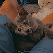 Reiny joined the competition — help win amazing prizes! kitten, cat, gray_cat, pet, animal, blue_blanket, bed, bedding, indoors, portrait, close_up, big_eyes, ears, whiskers, fluffy, cute, relaxed, smartphone, tattoo, cozy