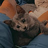 kitten, cat, gray_cat, pet, animal, blue_blanket, bed, bedding, indoors, portrait, close_up, big_eyes, ears, whiskers, fluffy, cute, relaxed, smartphone, tattoo, cozy