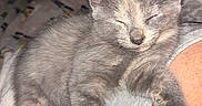 Reiny is registered to the contest to win money with this photo: cat, kitten, gray_cat, sleeping, sleepy, cute, furry, whiskers, ears, paws, nose, animal, pet, indoors, blanket, bed, relaxed, closeup, portrait, nap