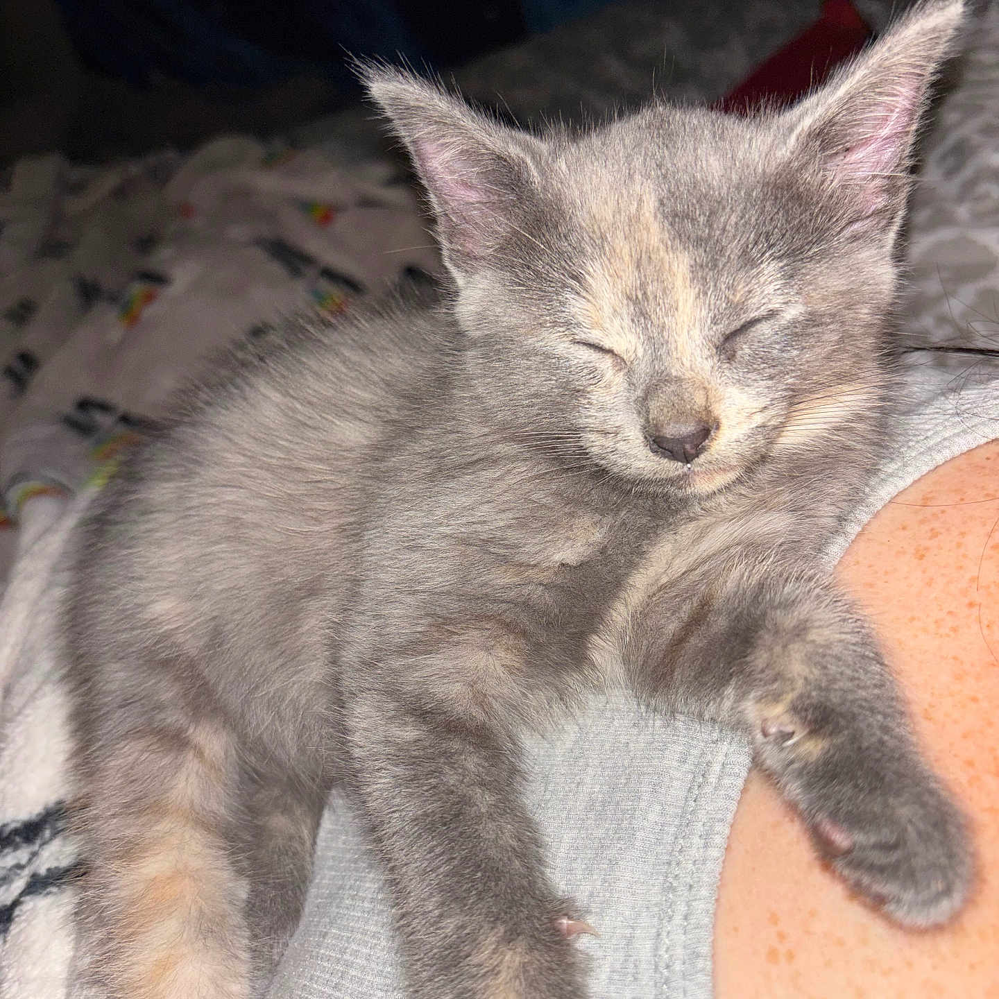 Reiny is registered to the contest to win money with this photo: cat, kitten, gray_cat, sleeping, sleepy, cute, furry, whiskers, ears, paws, nose, animal, pet, indoors, blanket, bed, relaxed, closeup, portrait, nap