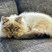 Apollon a rejoint le concours — aidez-le/la à gagner de superbes lots ! cat, feline, pet, fluffy, long_hair, blue_eyes, whiskers, tail, ears, sofa, couch, indoor, resting, lounging, closeup, portrait, home, fur, sleepy, domestic_cat