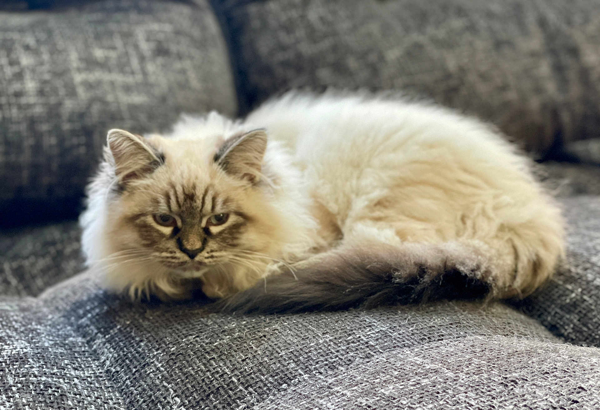 Apollon a rejoint le concours — aidez-le/la à gagner de superbes lots ! cat, feline, pet, fluffy, long_hair, blue_eyes, whiskers, tail, ears, sofa, couch, indoor, resting, lounging, closeup, portrait, home, fur, sleepy, domestic_cat