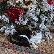 Smores is registered to the contest to win money with this photo: carpet, cat, christmas_tree, cozy, decor, feline, festive, green_eyes, holiday_decorations, home, indoor, ornaments, pet, pine_branches, red_flower_decoration, relaxing, rug, snow_flocked_branches, tabby_cat, white_paws