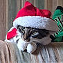 Smores joined the competition — help win amazing prizes! adorable, animal, cat, christmas, costume, couch, cozy, cute, feline, fur, green_eyes, holiday, indoor, mammal, pet, relaxed, resting, santa_hat, texture, whiskers