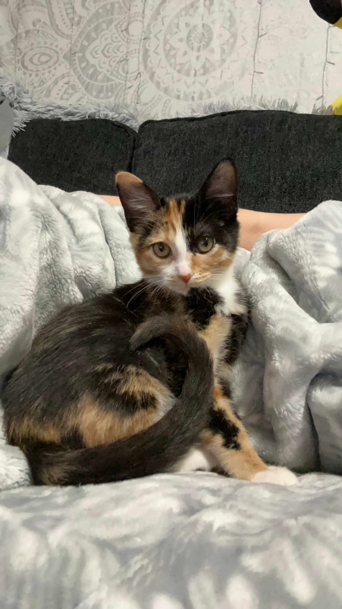 Cleo