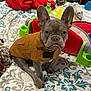 Ace is registered to the contest to win money with this photo: animal, bedspread, brown, curious, cute, dog, ears, fabric, french_bulldog, gray, indoor, jacket, looking_up, pet, play, puppy, quilt, sitting, small_dog, toy