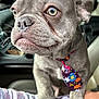 Halloween, animal, arm, car_interior, close_up, costume, cute, dog, eyes, gray_dog, indoor, nose, paws, person, pet, portrait, puppy, tie, whiskers, young_dog
