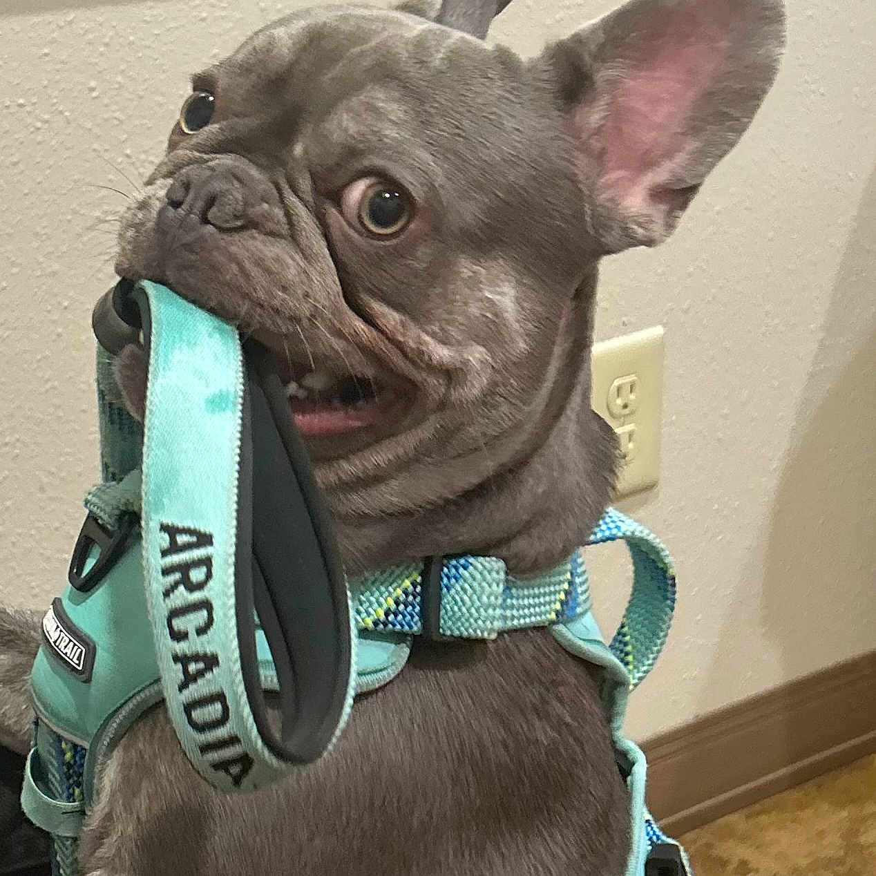 Ace joined the competition — help win amazing prizes! accessories, animal, backpack, bag, belt, bostonbull, boxer, bulldog, canine, dog, frenchbulldog, harness, indoors, pet, pitbull, plant, policedog, pottedplant, puppy, snout
