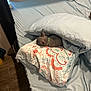 Ace joined the competition — help win amazing prizes! bed, blanket, blue, brown_dog, collar, cozy, cute, dog, floral_pattern, furniture, home, indoor, pillow, quiet, relaxing, resting, sleeping, small_dog, soft, wood_floor