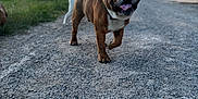 Francis a rejoint le concours — aidez-le/la à gagner de superbes lots ! bulldog, dog, animal, pet, outdoor, gravel, path, sunset, sky, nature, grass, tree, lamp_post, building, tongue_out, walking, happy, brown, white, collar