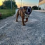bulldog, dog, animal, pet, outdoor, gravel, path, sunset, sky, nature, grass, tree, lamp_post, building, tongue_out, walking, happy, brown, white, collar
