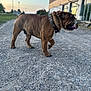 bulldog, dog, canine, pet, outdoor, gravel, path, collar, sunset, building, side_view, animal, tongue_out, nature, walking, daylight, mammal, street_lamp, sky, grass