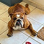 bulldog, dog, pet, indoor, tile_floor, toy, pink_toy, animal, canine, lying_down, floor, muzzle, wrinkles, tongue_out, brown_coat, white_markings, paw, mat, cabinet, cute
