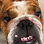bulldog, dog, close_up, pet, face, mouth, teeth, nose, fur, brown, white, black, whiskers, expression, animal, portrait, indoor, canine, looking_up, cute