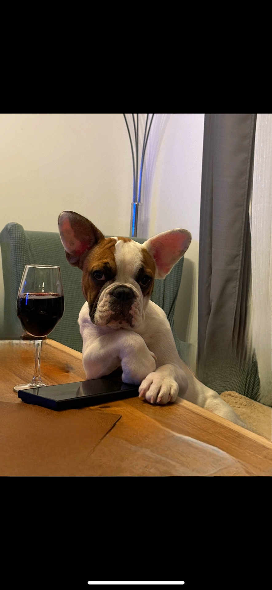Marcel a rejoint le concours — aidez-le/la à gagner de superbes lots ! dog, french_bulldog, puppy, wine_glass, smartphone, wooden_table, indoor, chair, curtain, lamp, resting_paw, pet, animal, cute, portrait, relaxed, domestic, companion, brown_and_white, household