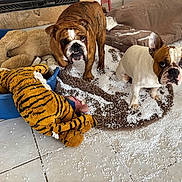 Marcel participe au concours pour gagner de l'argent avec cette photo : bulldog, dog, stuffed_animal, tiger_toy, dog_bed, foam_beads, mess, indoor, tile_floor, rug, brown_dog, white_dog, pet, animal, playful, curious, guilty_expression, chewed_toy, household, floor