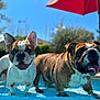 Marcel participe au concours pour gagner de l'argent avec cette photo : dog, bulldog, water, pool, outdoor, sunny, pet, animal, tongue_out, happy, summer, playful, mammal, canine, nature, backyard, umbrella, greenery, blue_sky, sunlight