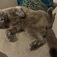 Zoé participe au concours pour gagner de l'argent avec cette photo : cat, gray_cat, pet, animal, feline, couch, indoor, relaxed, cute, whiskers, tail, fur, paws, amber_eyes, home, cozy, resting, soft, texture, curious