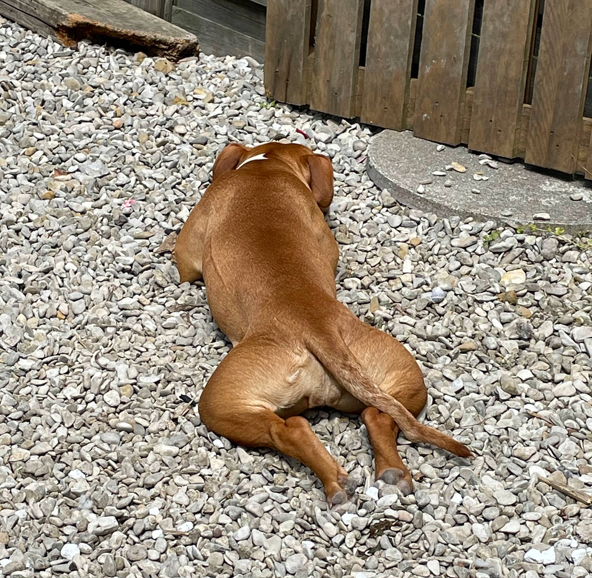 Nala participe au concours pour gagner de l'argent avec cette photo : canidae, carnivore, comfort, companion_dog, dog, dog_breed, fawn, flooring, guard_dog, human_leg, liver, pet_supply, snout, soil, sporting_group, tail, terrestrial_animal, toy_dog, wood, working_animal