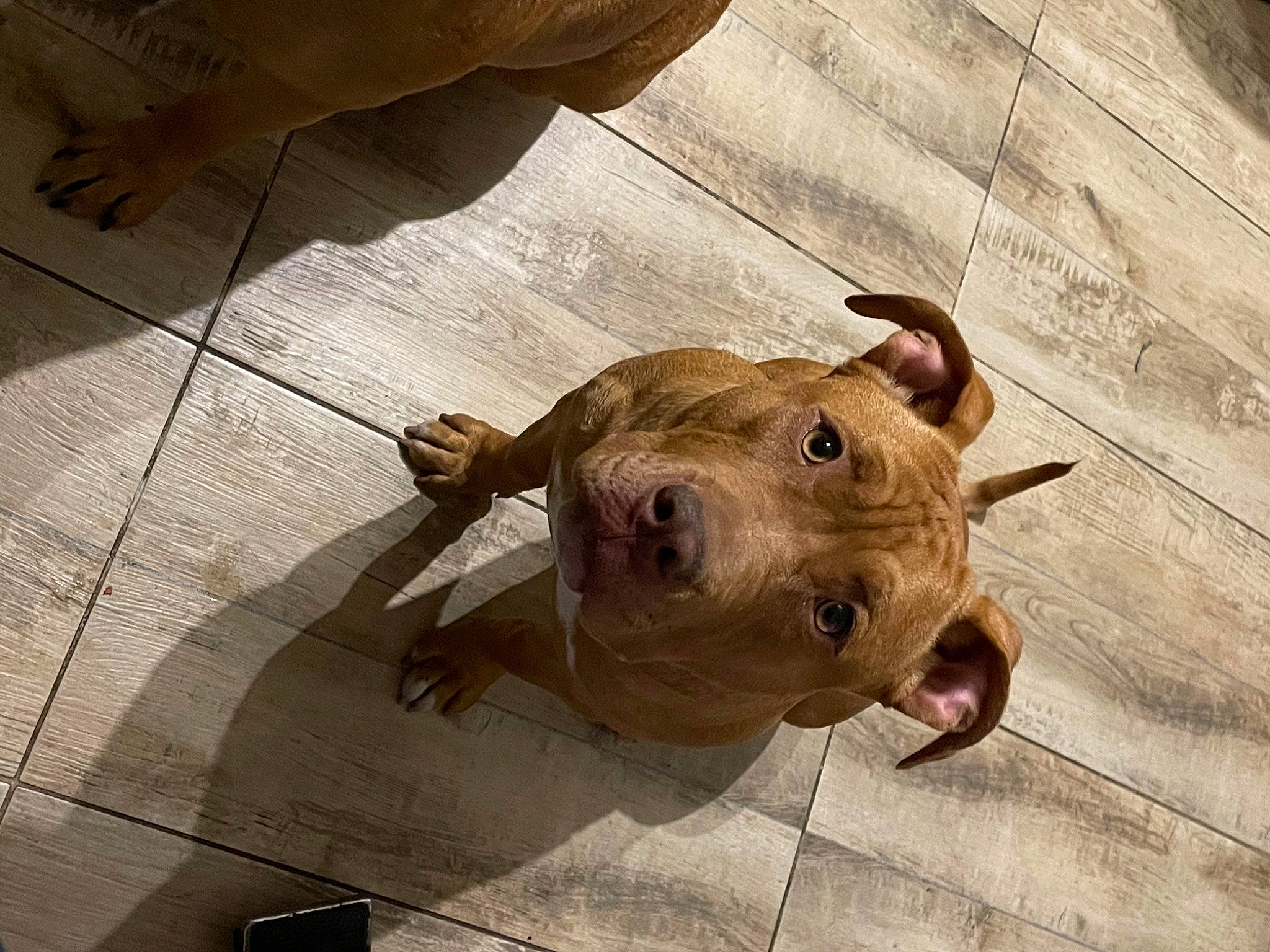 Nala a rejoint le concours — aidez-le/la à gagner de superbes lots ! canidae, dog_breed, domestic_pig, fawn, floor, flooring, hardwood, liver, livestock, metal, natural_material, rectangle, snout, sporting_group, suidae, terrestrial_animal, toy, wood, wood_stain, working_animal