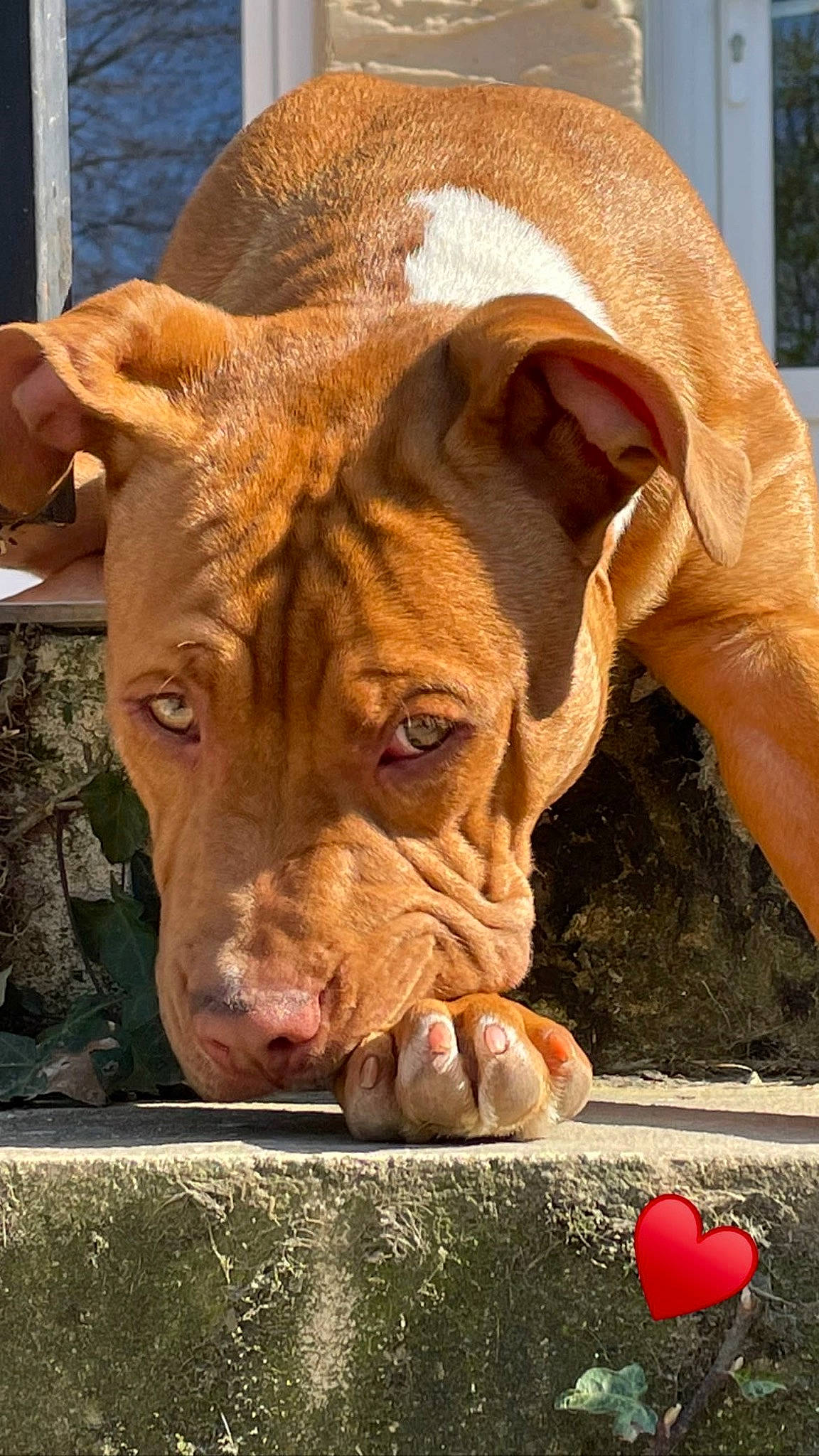 Nala a rejoint le concours — aidez-le/la à gagner de superbes lots ! art, canidae, carnivore, close_up, companion_dog, dog, dog_breed, fawn, grass, liver, molosser, nose, plant, snout, sporting_group, terrestrial_animal, whiskers, wildlife, working_animal, wrinkle