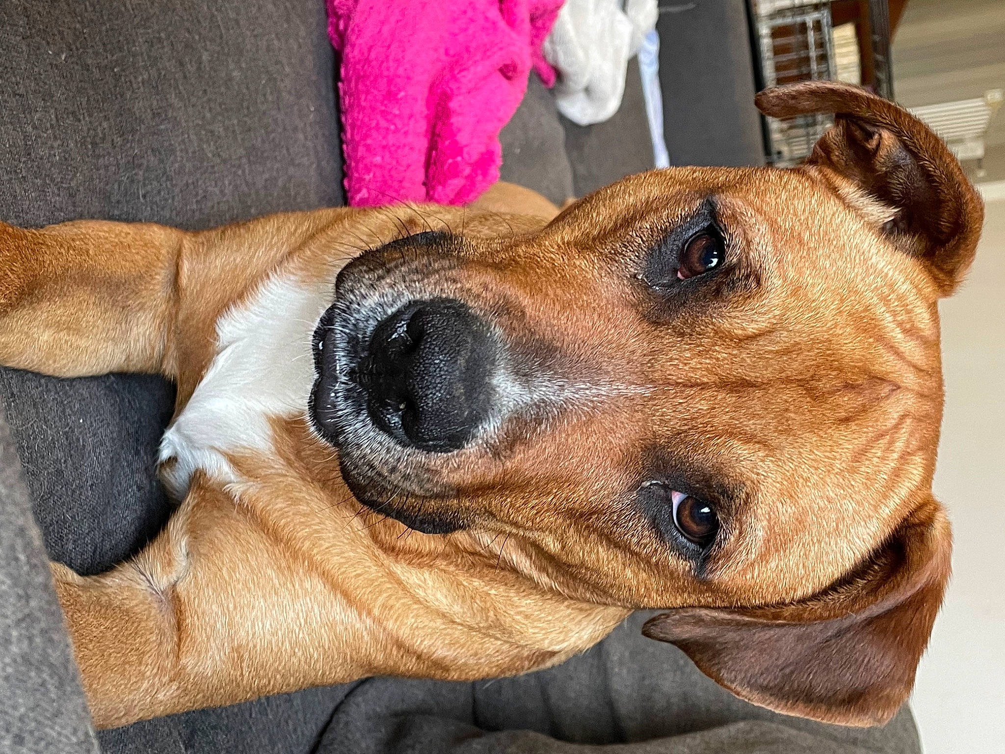 Layka participe au concours pour gagner de l'argent avec cette photo : canidae, carnivore, collar, comfort, companion_dog, dog, dog_breed, dog_collar, dog_supply, ear, eye, fawn, fur, paw, pet_supply, selfie, snout, sporting_group, whiskers, working_animal